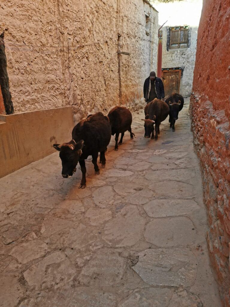 Zwierzęta Nepalu Wildlife of Nepal