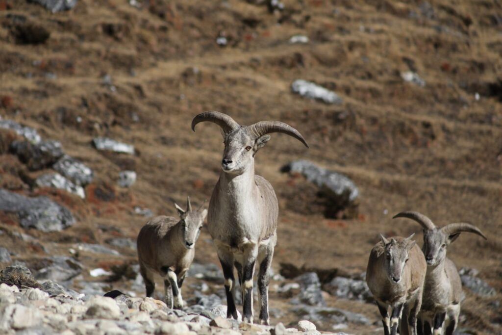 Najpiękniejsze trasy trekkingowe w Nepalu most beautiful trekking routes in Nepal